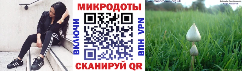 KRAKEN зеркало  Керчь  Псилоцибиновые грибы Psilocybe 